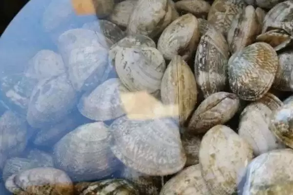 图片[5]-判断已经死亡的花甲能否食用的方法和重点？判断已经死亡的花甲能否食用要做好哪些细节？-会东网
