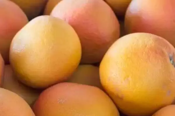 葡萄柚的身世之谜：柚和甜橙杂交品种的奇妙诞生插图2