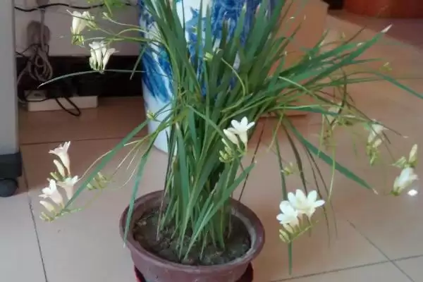 图片[4]-小苍兰植物属性的要点和解读？解读小苍兰植物属性需注意什么？-会东网