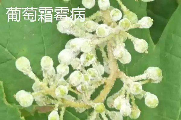 葡萄霜霉病和白粉病区分技巧:发病时间不同的关键特征插图3 葡萄霜霉病和白粉病区分技巧:发病时间不同的关键特征插图3