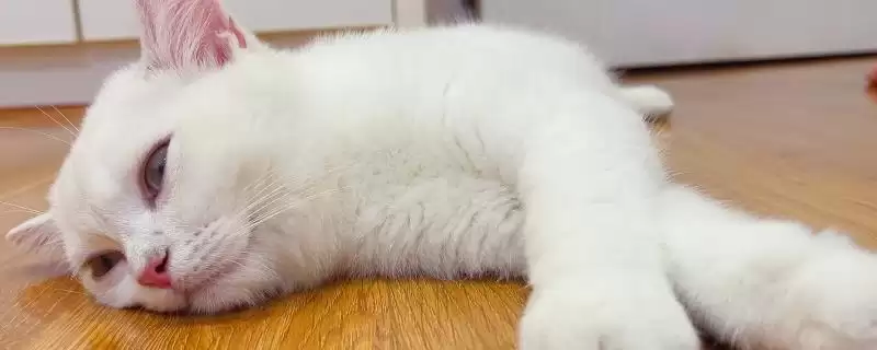 猫睁眼睡觉的原因是什么呢 ,猫睁眼睡觉属于正常的现象-会东网