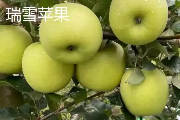 有哪些冷门苹果品种,包括印度青苹果、黄香蕉苹果、红星苹果等种类插图8 有哪些冷门苹果品种,包括印度青苹果、黄香蕉苹果、红星苹果等种类插图8