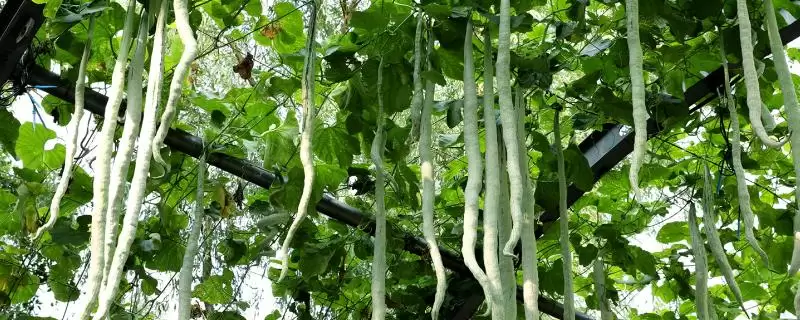 蛇瓜收获的方法和重点?收获蛇瓜要做好哪些细节?-会东网