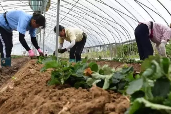 图片[3]-冬季草莓移栽如何提高成活率，及时进行除草松土、培根以及补苗工作-会东网