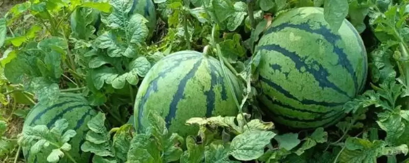 认识水果种类的方法和重点?了解水果种类要做好哪些细节?-会东网