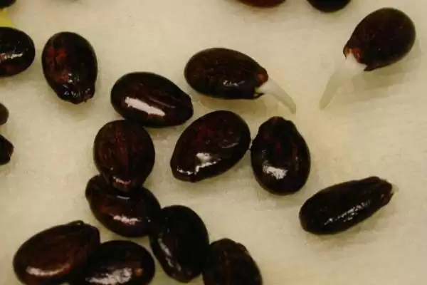 西瓜种子催芽方法的方法和重点?西瓜种子催芽要做好哪些细节?插图3 西瓜种子催芽方法的方法和重点?西瓜种子催芽要做好哪些细节?插图3