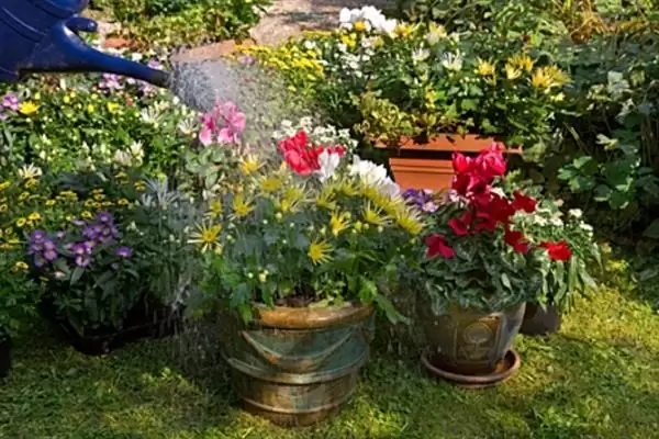 菊花的开花时间 ,菊花大多在什么月份开花呢?插图4 菊花的开花时间 ,菊花大多在什么月份开花呢?插图4