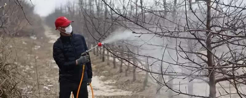 苹果树病虫害的防治方法，早春是防治的关键时期-会东网