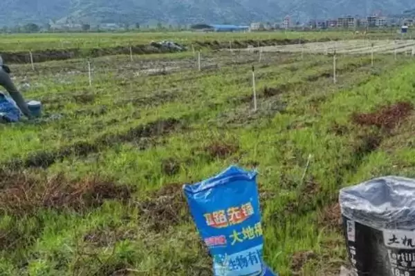 施用有机肥的方法和重点?养猪过程中施肥要做好哪些细节?插图1 施用有机肥的方法和重点?养猪过程中施肥要做好哪些细节?插图1