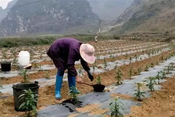 辣椒适龄壮苗的生育期 ,辣椒春季育苗为何需 70-100 天?插图5 辣椒适龄壮苗的生育期 ,辣椒春季育苗为何需 70-100 天?插图5