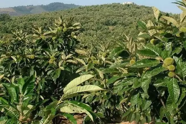 图片[2]-板栗采摘后怎么管理，需施足基肥、培土壅蔸-会东网