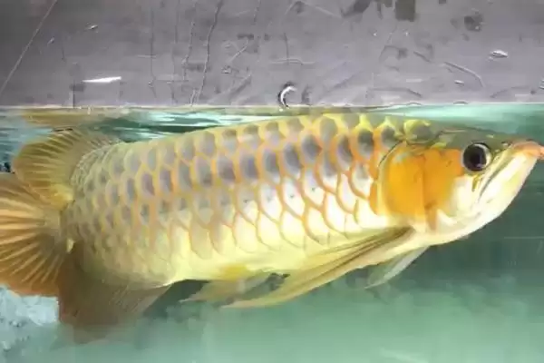 龙鱼会被撑死吗 ,龙鱼作为有胃鱼会撑死吗插图3