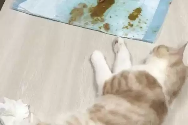 图片[4]-犬猫敌鼠钠中毒症状剖析：身上大块出血的危害及处理-会东网