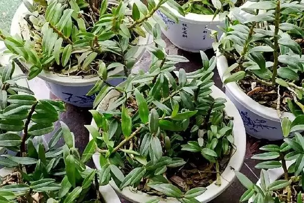 图片[2]-铁皮石斛有哪些种植要求？种植铁皮石斛要满足哪些科学的环境和技术要求？-会东网