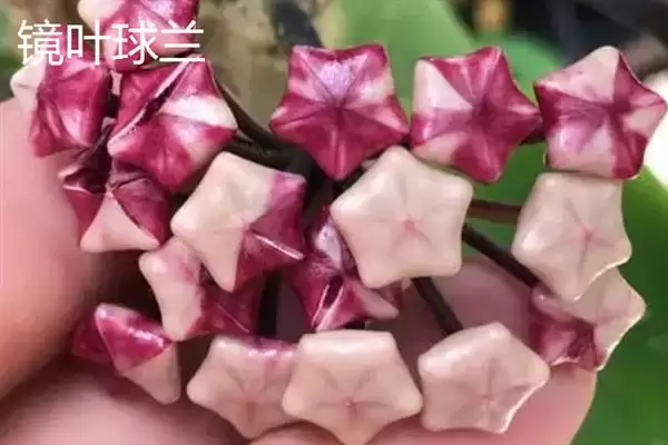 球兰换盆最佳时间解析：一年四季可换盆的优势及注意插图9