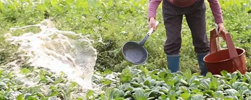 用沼肥种蔬菜注意事项的方法和重点？用沼肥种蔬菜注意事项要做好哪些细节？-会东网