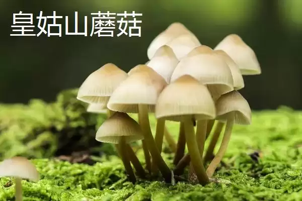 图片[5]-山西省娄烦县的特产，莜面栲栳栳为当地的传统小吃-会东网