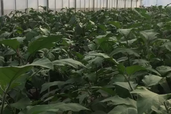 茄子施肥技巧:幼苗期农家肥、盛果期氮肥的科学搭配插图2 茄子施肥技巧:幼苗期农家肥、盛果期氮肥的科学搭配插图2