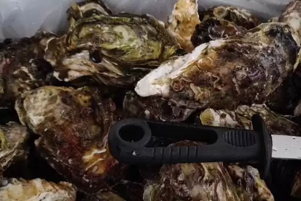 图片[2]-了解诏安湾生蚝价格的方法和重点？了解诏安湾生蚝价格要做好哪些细节？-会东网
