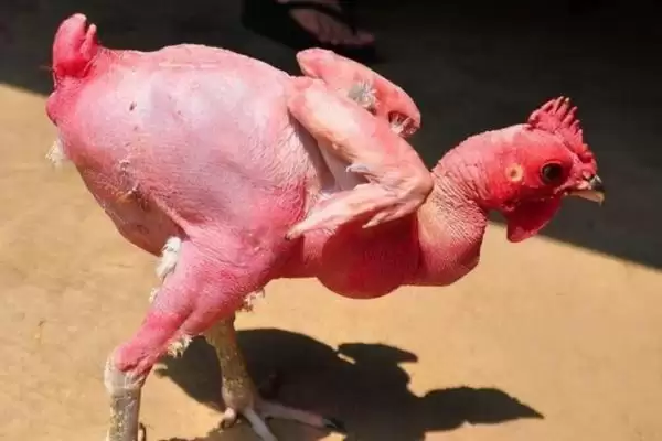 了解不长毛鸡种类的方法和重点？养鸡要做好哪些特殊鸡种认知？插图1