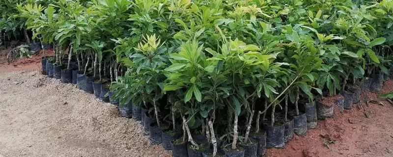 了解杨梅苗价格的方法和重点？了解杨梅苗价格要做好哪些细节？-会东网