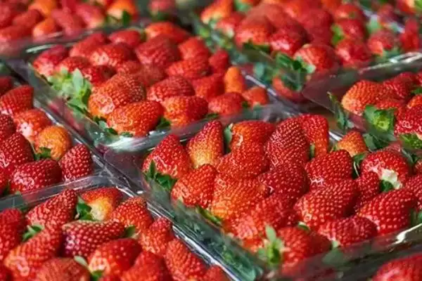 好吃的水果有哪些，常见的有丑橘、冰糖心苹果、雪莲果等插图6