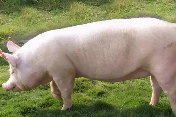 母猪产后一直流血该怎么处理呢,母猪产后一直流血可静脉推射止血敏插图2 母猪产后一直流血该怎么处理呢,母猪产后一直流血可静脉推射止血敏插图2