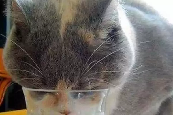 猫咪不喝水是何原因 ,水不干净或生病导致猫咪不喝水插图2 猫咪不喝水是何原因 ,水不干净或生病导致猫咪不喝水插图2