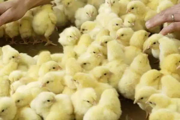 判断小鸡二十天能否放养的方法和重点?养鸡要做好哪些养殖阶段决策?插图1 判断小鸡二十天能否放养的方法和重点?养鸡要做好哪些养殖阶段决策?插图1