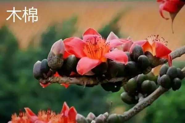 美丽异木棉和木棉有什么区别呢 ,美丽异木棉和木棉科属、形态、习性不同插图8 美丽异木棉和木棉有什么区别呢 ,美丽异木棉和木棉科属、形态、习性不同插图8