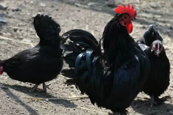 了解招财鸡价格的方法和重点?养鸡要做好哪些特色鸡价格关注?插图2 了解招财鸡价格的方法和重点?养鸡要做好哪些特色鸡价格关注?插图2