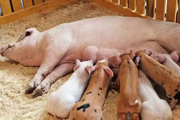 图片[3]-母猪的分类催乳技术是怎样的呢,对不同类型母猪采取不同催乳方法-会东网