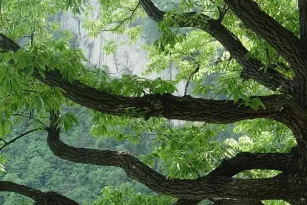 图片[8]-栎树的种类介绍 ,栎树有哪些主要的品种类型呢？-会东网