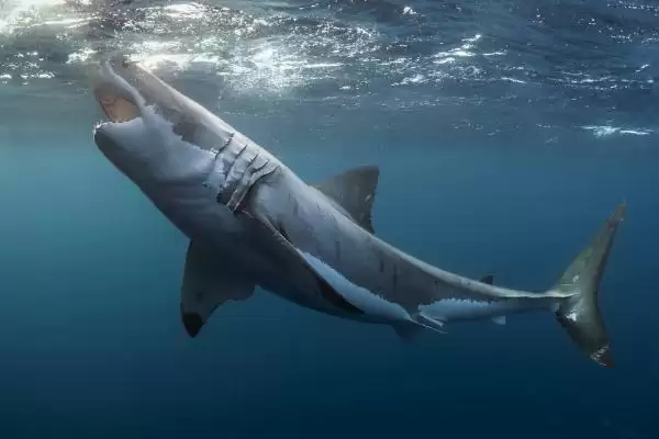 比较猪和狗嗅觉灵敏程度的方法和重点?养猪与动物特性研究有哪些关联细节?插图3 比较猪和狗嗅觉灵敏程度的方法和重点?养猪与动物特性研究有哪些关联细节?插图3