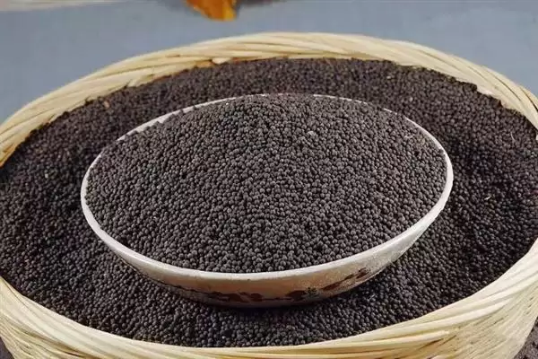 油菜田里面的蚜虫怎么防治,播种前可用灭蚜松等药物拌种插图2 油菜田里面的蚜虫怎么防治,播种前可用灭蚜松等药物拌种插图2