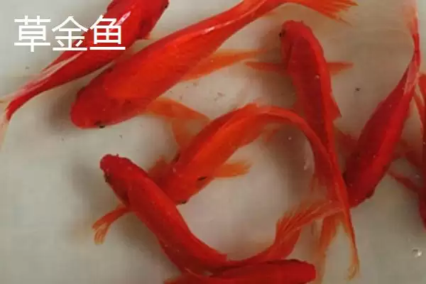 图片[3]-锦鲤和草金鱼的区别 ,锦鲤和草金鱼有哪些不同呢-会东网