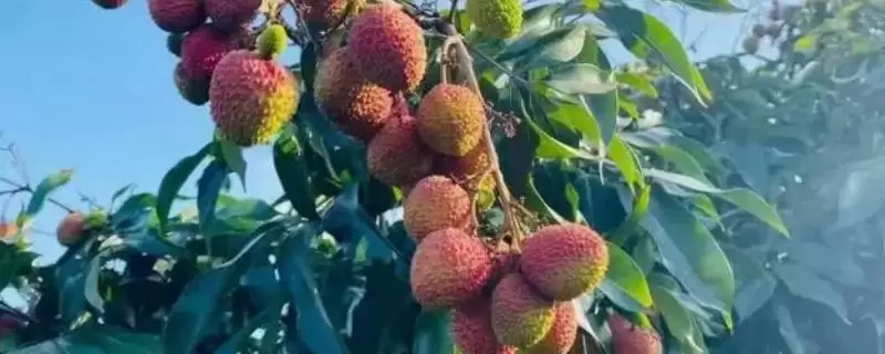 荔枝对阳光的需求 ,荔枝树生长期为何需长时间光照？-会东网