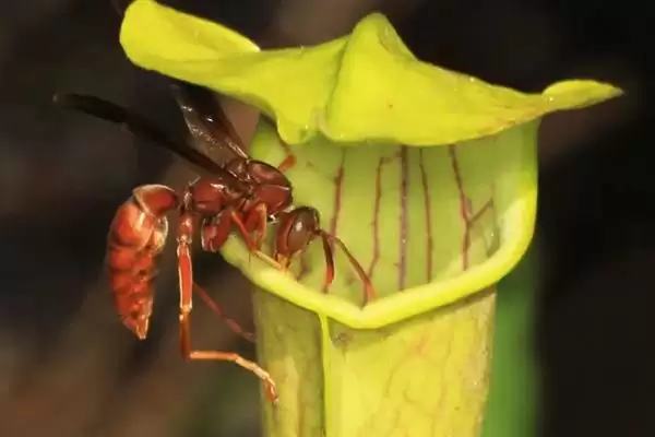 养殖猪笼草的方法和重点?养猪与特色植物养殖有哪些关联细节?插图6 养殖猪笼草的方法和重点?养猪与特色植物养殖有哪些关联细节?插图6