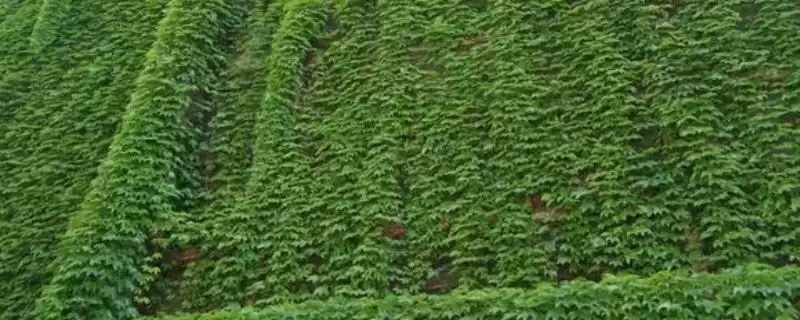 爬山虎的果实与种子之谜：有果实也有种子的奇妙植物-会东网