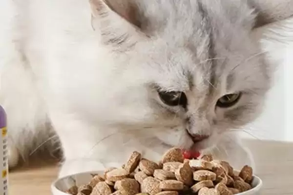 图片[7]-猫咪发腮好还是不好 ,猫咪发腮仅影响体型和外表-会东网