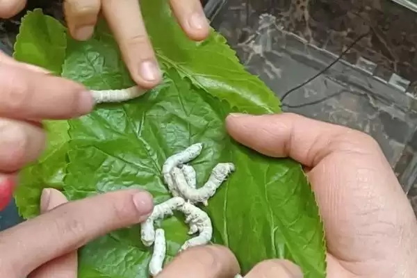 图片[7]-养蚕注意事项的方法和重点？养蚕注意事项要做好哪些细节？-会东网