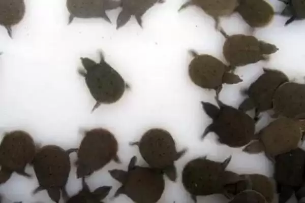 甲鱼喂养时需要多少水量合适呢,温室养殖甲鱼水位控制在 30-50cm 左右插图2 甲鱼喂养时需要多少水量合适呢,温室养殖甲鱼水位控制在 30-50cm 左右插图2