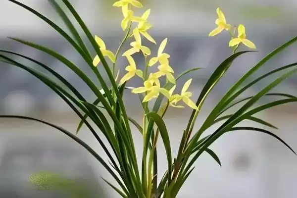 兰花的种植方法 ,兰花种植前为何要处理根系?插图5 兰花的种植方法 ,兰花种植前为何要处理根系?插图5