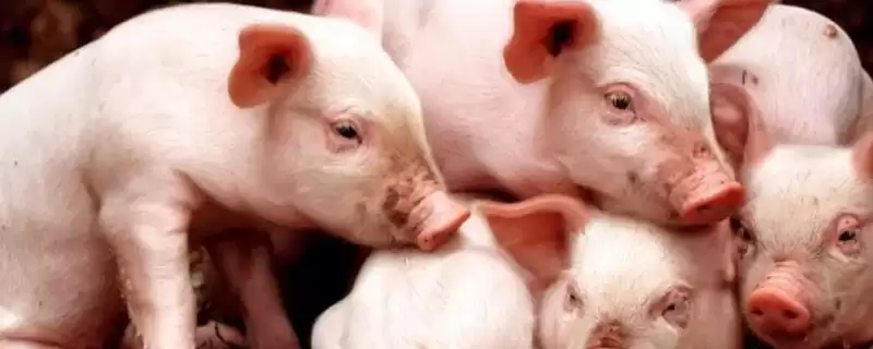 选择猪拉稀快速痊愈药物的方法和重点?养猪要做好哪些用药治疗细节?-会东网