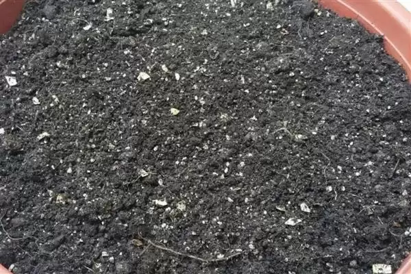 图片[2]-养芍药花的方法和重点？养芍药花要做好哪些细节？-会东网