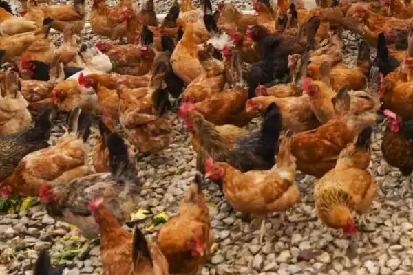 寻找治疗鸡胀嗉不消化土办法的方法和重点?养鸡要做好哪些土法治疗探寻?插图1 寻找治疗鸡胀嗉不消化土办法的方法和重点?养鸡要做好哪些土法治疗探寻?插图1