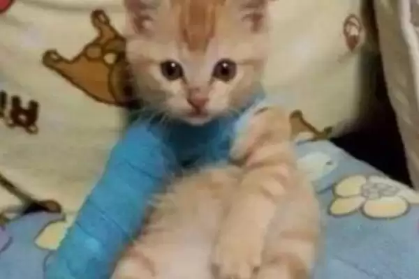 猫伤口露肉应该怎么处理呢 ,猫伤口露肉需先消毒后再包扎插图2