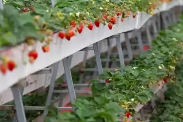 图片[4]-草莓的种植技术，生长温度控制在15-20℃之间为佳-会东网
