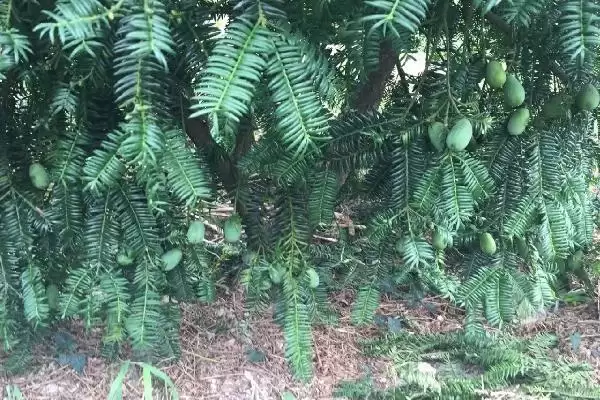 香榧的基本介绍和要点?了解香榧需关注哪些关键信息?插图2 香榧的基本介绍和要点?了解香榧需关注哪些关键信息?插图2