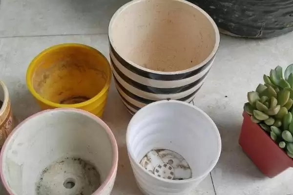 图片[4]-秋季换花盆的技巧与时机：养护跟上亦可换盆的要点-会东网